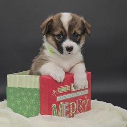Juliet(1600) - Sable female Pembroke Welsh Corgi puppy in Dickeyville, Wisconsin from J&R Shepherds & Corgis