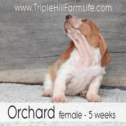 Orchard - Red and white female Basset Hound puppy in Jefferson City, Missouri from Triple Hill Farm
