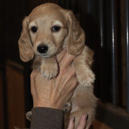 Dachshund Puppies from Boothe’s Dachshunds