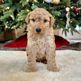 Male 3 - Cream male Goldendoodle puppy in Brooksville, Florida from Kruger Doodles