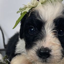Little Lady Yellow - Black and white Assorted Doodle Crosses puppy in Clinton, Montana from BoLo Doodles