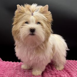 Ginger - Yorkshire Terrier