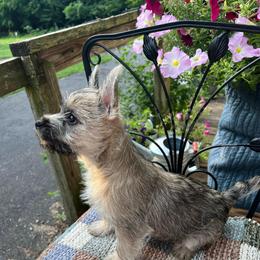 Big Cream Boy - Cream male Cairn Terrier puppy in Blaine, Tennessee from Rose Brier Pembroke Welsh Corgis