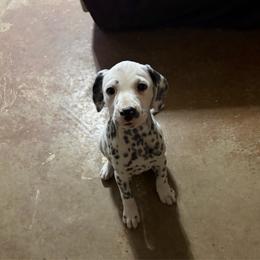 Waffles- Orange- LUA - White and black female Dalmatian puppy in Claremore, Oklahoma from Lotsofdots Dalmatians