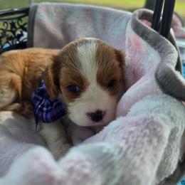Purple Girl - Blenheim female Cavalier King Charles Spaniel puppy in Forest Lake, Minnesota from Northern Lights Goldens