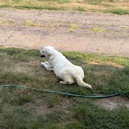 Alaska (pet only) - Yellow female Labrador Retriever puppy in Tomahawk, Wisconsin from Mahner Labs