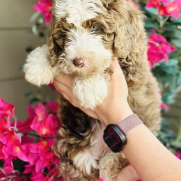 Bernedoodle Puppies from Eden Valley Bernedoodles