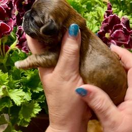 Betty - Brindle female Cavatzu puppy in Saint Paul, Minnesota from Amy’s Puppy Tzu