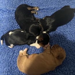 Vinny - Black and tan male Cavalier King Charles Spaniel puppy in Eatontown, New Jersey from NJ Cavalier King Charles Breeder