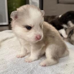 2nd born and female puppy - Merle female Pomsky puppy in West Sacramento, California from Pinkie's Pomskies