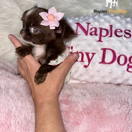 Chihuahua Puppies from Naples Tiny Dogs