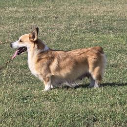 Becky - Pembroke Welsh Corgi