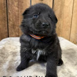 Orange HC AKA Jake - Black male German Shepherd puppy in Terra Alta, West Virginia from Shepherd Country Farm and Kennels