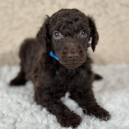 Bobby - Brown male Poodle puppy in Spring Hills, Florida from The Olympus Standard Poodle