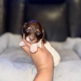 Sokka - Piebald male Dachshund puppy in Ceres, California from Rockin' M’s LilBitty Dachshunds (LBD)