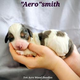 AEROsmith - Merle female Bernedoodle puppy in Pollock Pines, California from Ten Acre Wood Doodles