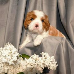 Cavalier King Charles Spaniel Puppies from London Fog Cavaliers