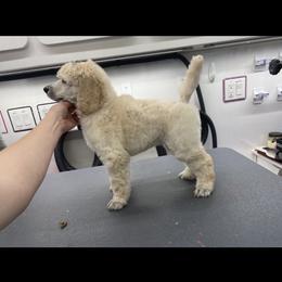 Poodle All Grown Up from Purley Poodles