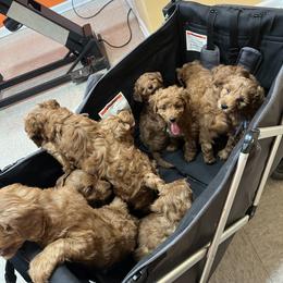 Bernedoodle and Goldendoodle Puppies from Pumpkin Patch Doodles