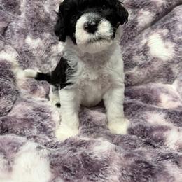 Portuguese Water Dog Puppies from Lawless Portuguese Water Dogs