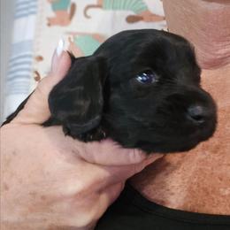 BLACK GIRL yellow - Black female Dachshund puppy in Port Charlotte, Florida from Vicki's Dachshund Crossing
