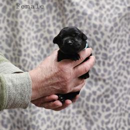 Aqua Collar - Black female Labrador Retriever puppy in Boyd, Minnesota from Lindley Labradors