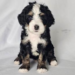 Bissell - Tri-color male Bernedoodle puppy in Glenford, Ohio from Mi-De Doodles