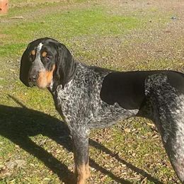 Bluetick Coonhounds, Chihuahuas, and Poodles from Dejah Bleu Kennels
