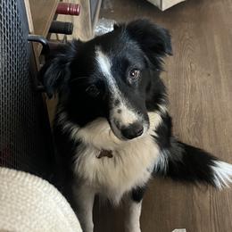 Bailey - Companion Cross