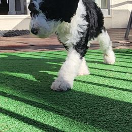 Sheepadoodle Puppies from Jaqueline Sparks