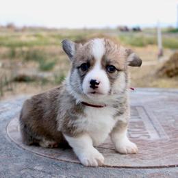 Muffin - Red male Pembroke Welsh Corgi puppy in Stockton, Utah from BW Corgis