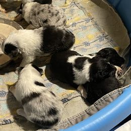 Shetland Sheepdog Puppies from Buckeye Shelties