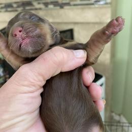 Mocha - Chocolate and tan female Dachshund puppy in Lake Mary, Florida from Lakeside Doxies