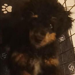 Jack - Phantom male Poodle puppy in East Providence, Rhode Island from Marta's Cavaliers