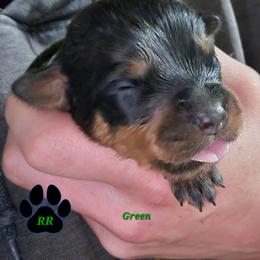 Green - Black and mahogany male Rottweiler puppy in Tangent, Oregon from Raya's Royals
