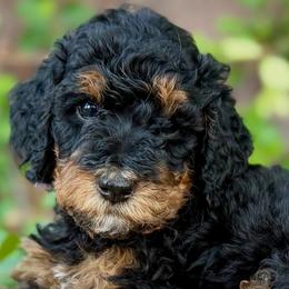 Poodle puppies from Vegas Poodles