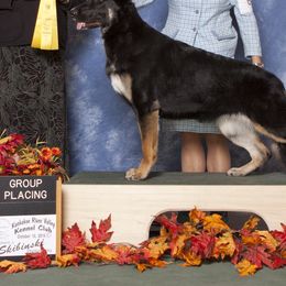 German Shepherds from Lauguin Farms