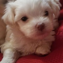 Maltese, Pomeranians, Shih Tzus, and Yorkshire Terriers from Renee's Pups
