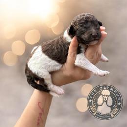 Alba - Parti female Poodle puppy in Spring Hills, Florida from The Olympus Standard Poodle