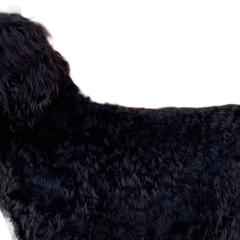 Affenpinschers, Barbets, and Tibetan Terriers from Gemms Kennels Tibetan Terriers