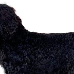 Affenpinschers, Barbets, and Tibetan Terriers from Gemms Kennels Tibetan Terriers