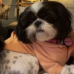 Shih Tzu puppies from Records Precious Puppies