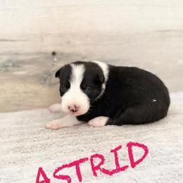Astrid - Black and white female Border Collie puppy in Sanger, California from Flying M Cactus Ranch Buddies