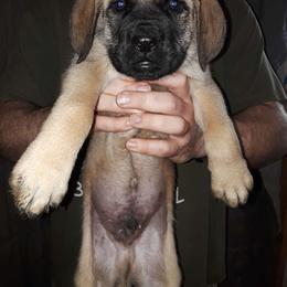 Hunter boy - Fawn Mastiff puppy in Dowagiac, Michigan from Flanders Kennels LLC
