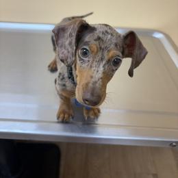 Dachshund Puppies from Whiskey Creek Dachshunds
