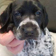 German Shorthaired Pointer Puppies from Pretty Prairie Kennel