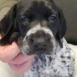 German Shorthaired Pointer Puppies from Pretty Prairie Kennel
