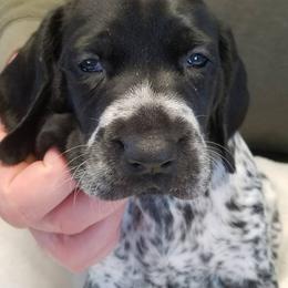 German Shorthaired Pointer Puppies from Pretty Prairie Kennel