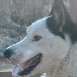 Mozzie - Alaskan Husky