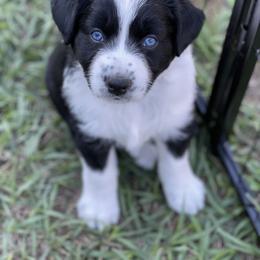 Australian Shepherd and Miniature Australian Shepherd Puppies from Cypress Grove Aussie